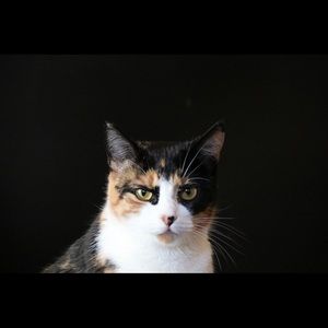 Meet your Posher, Abby